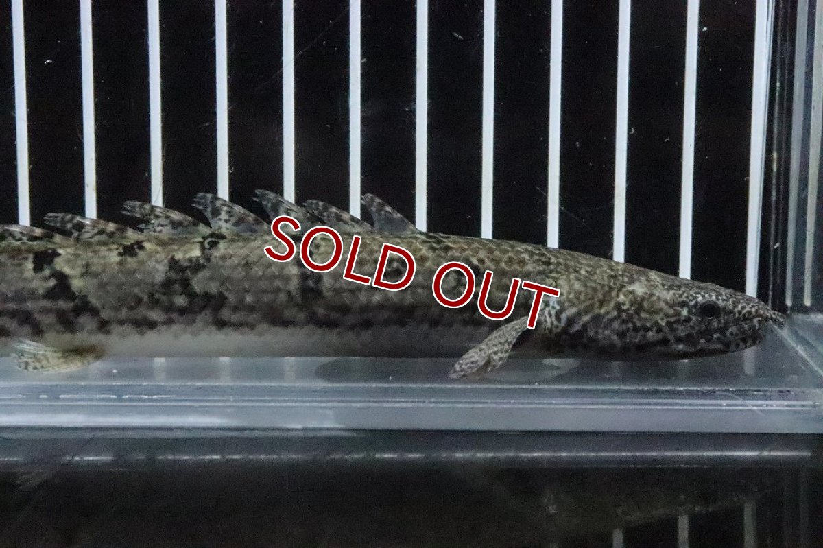 画像5: 【淡水魚】【通販】No5 ポリプテルス ロイヤルバンドデルヘジィ(タイガーバンド)【個体販売】(±16cm)(大型魚)(生体)(熱帯魚)NKO (5)