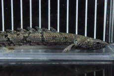 画像5: 【淡水魚】【通販】No5 ポリプテルス ロイヤルバンドデルヘジィ(タイガーバンド)【個体販売】(±16cm)(大型魚)(生体)(熱帯魚)NKO (5)