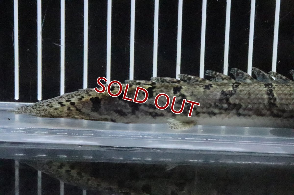 画像6: 【淡水魚】【通販】No5 ポリプテルス ロイヤルバンドデルヘジィ(タイガーバンド)【個体販売】(±16cm)(大型魚)(生体)(熱帯魚)NKO (6)