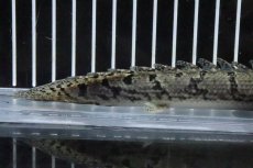 画像6: 【淡水魚】【通販】No5 ポリプテルス ロイヤルバンドデルヘジィ(タイガーバンド)【個体販売】(±16cm)(大型魚)(生体)(熱帯魚)NKO (6)
