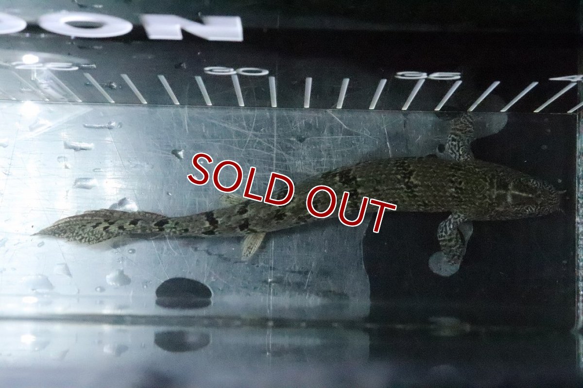 画像7: 【淡水魚】【通販】No5 ポリプテルス ロイヤルバンドデルヘジィ(タイガーバンド)【個体販売】(±16cm)(大型魚)(生体)(熱帯魚)NKO (7)