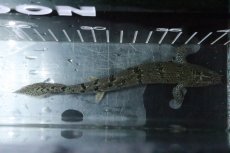 画像7: 【淡水魚】【通販】No5 ポリプテルス ロイヤルバンドデルヘジィ(タイガーバンド)【個体販売】(±16cm)(大型魚)(生体)(熱帯魚)NKO (7)