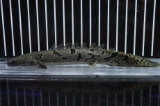 画像1: 【淡水魚】【通販】No6 ポリプテルス ロイヤルバンドデルヘジィ(タイガーバンド)【個体販売】(±16cm)(大型魚)(生体)(熱帯魚)NKO (1)