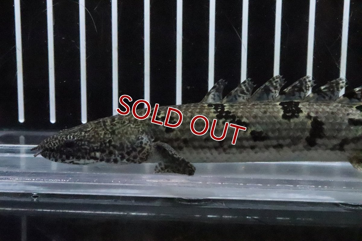 画像2: 【淡水魚】【通販】No6 ポリプテルス ロイヤルバンドデルヘジィ(タイガーバンド)【個体販売】(±16cm)(大型魚)(生体)(熱帯魚)NKO (2)