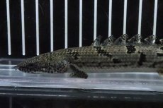 画像2: 【淡水魚】【通販】No6 ポリプテルス ロイヤルバンドデルヘジィ(タイガーバンド)【個体販売】(±16cm)(大型魚)(生体)(熱帯魚)NKO (2)