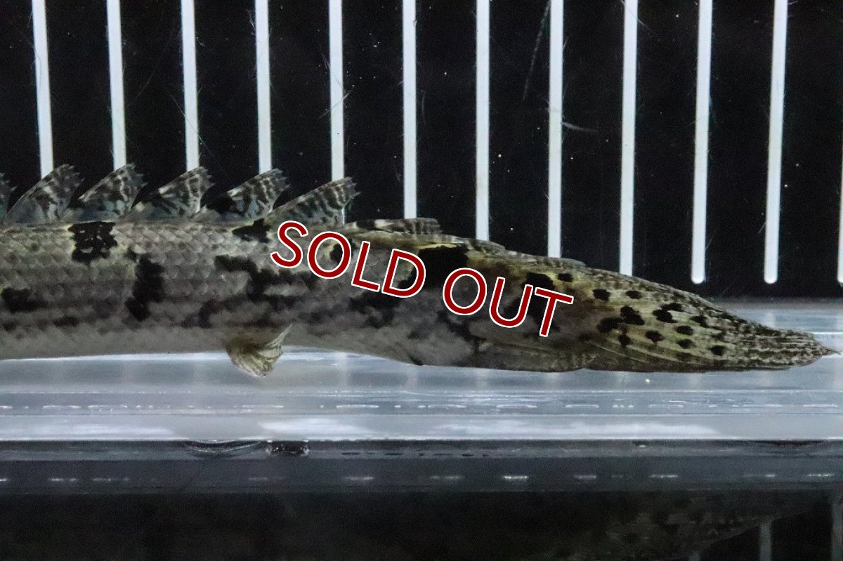 画像3: 【淡水魚】【通販】No6 ポリプテルス ロイヤルバンドデルヘジィ(タイガーバンド)【個体販売】(±16cm)(大型魚)(生体)(熱帯魚)NKO (3)