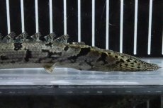 画像3: 【淡水魚】【通販】No6 ポリプテルス ロイヤルバンドデルヘジィ(タイガーバンド)【個体販売】(±16cm)(大型魚)(生体)(熱帯魚)NKO (3)