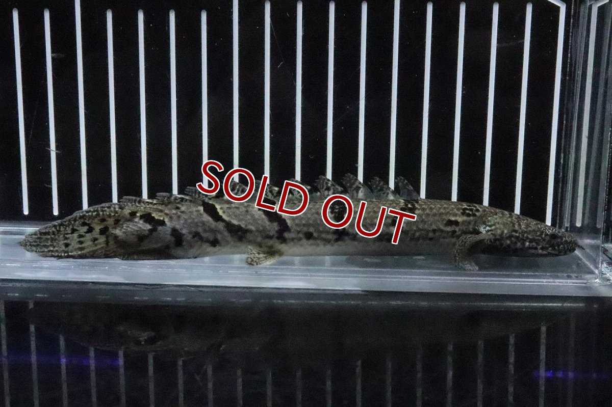 画像4: 【淡水魚】【通販】No6 ポリプテルス ロイヤルバンドデルヘジィ(タイガーバンド)【個体販売】(±16cm)(大型魚)(生体)(熱帯魚)NKO (4)