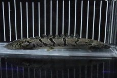 画像4: 【淡水魚】【通販】No6 ポリプテルス ロイヤルバンドデルヘジィ(タイガーバンド)【個体販売】(±16cm)(大型魚)(生体)(熱帯魚)NKO (4)
