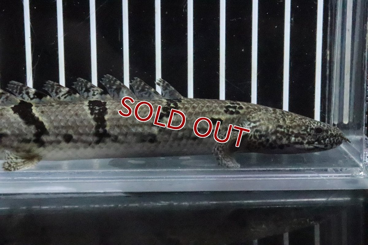 画像5: 【淡水魚】【通販】No6 ポリプテルス ロイヤルバンドデルヘジィ(タイガーバンド)【個体販売】(±16cm)(大型魚)(生体)(熱帯魚)NKO (5)