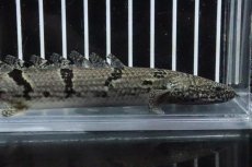 画像5: 【淡水魚】【通販】No6 ポリプテルス ロイヤルバンドデルヘジィ(タイガーバンド)【個体販売】(±16cm)(大型魚)(生体)(熱帯魚)NKO (5)