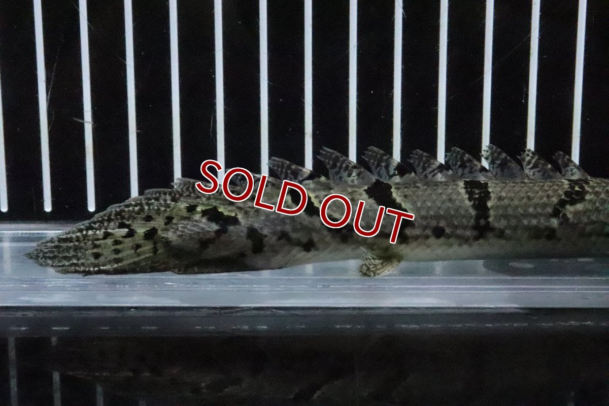 画像6: 【淡水魚】【通販】No6 ポリプテルス ロイヤルバンドデルヘジィ(タイガーバンド)【個体販売】(±16cm)(大型魚)(生体)(熱帯魚)NKO (6)