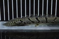 画像6: 【淡水魚】【通販】No6 ポリプテルス ロイヤルバンドデルヘジィ(タイガーバンド)【個体販売】(±16cm)(大型魚)(生体)(熱帯魚)NKO (6)