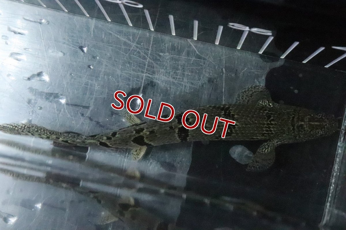 画像7: 【淡水魚】【通販】No6 ポリプテルス ロイヤルバンドデルヘジィ(タイガーバンド)【個体販売】(±16cm)(大型魚)(生体)(熱帯魚)NKO (7)