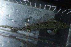 画像7: 【淡水魚】【通販】No6 ポリプテルス ロイヤルバンドデルヘジィ(タイガーバンド)【個体販売】(±16cm)(大型魚)(生体)(熱帯魚)NKO (7)