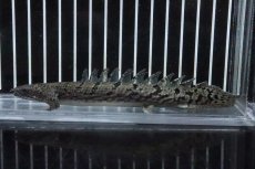 画像1: 【淡水魚】【通販】No7 ポリプテルス ロイヤルバンドデルヘジィ(タイガーバンド)【個体販売】(±16cm)(大型魚)(生体)(熱帯魚)NKO (1)