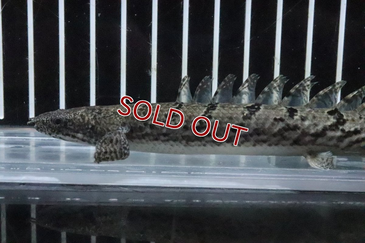 画像2: 【淡水魚】【通販】No7 ポリプテルス ロイヤルバンドデルヘジィ(タイガーバンド)【個体販売】(±16cm)(大型魚)(生体)(熱帯魚)NKO (2)