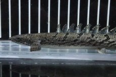画像2: 【淡水魚】【通販】No7 ポリプテルス ロイヤルバンドデルヘジィ(タイガーバンド)【個体販売】(±16cm)(大型魚)(生体)(熱帯魚)NKO (2)