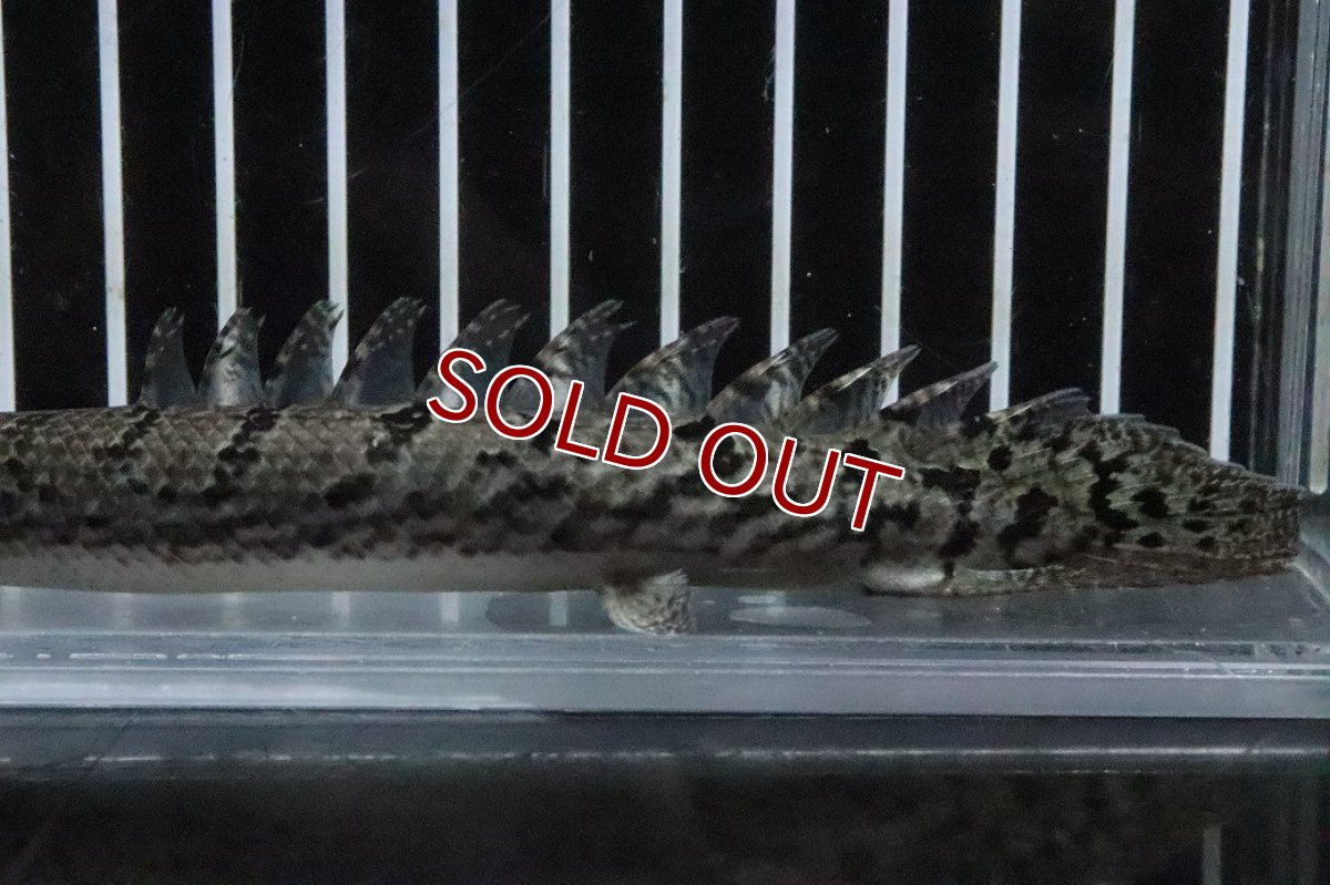 画像3: 【淡水魚】【通販】No7 ポリプテルス ロイヤルバンドデルヘジィ(タイガーバンド)【個体販売】(±16cm)(大型魚)(生体)(熱帯魚)NKO (3)