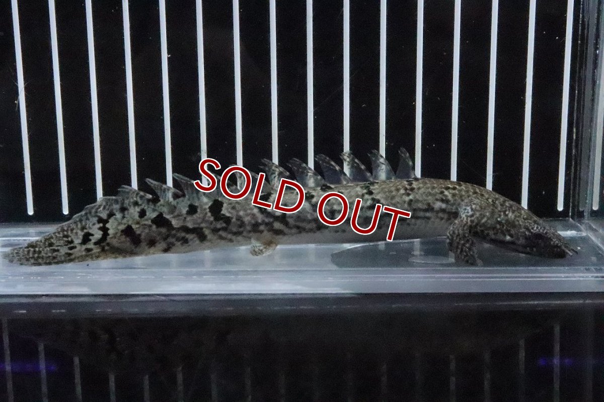 画像4: 【淡水魚】【通販】No7 ポリプテルス ロイヤルバンドデルヘジィ(タイガーバンド)【個体販売】(±16cm)(大型魚)(生体)(熱帯魚)NKO (4)