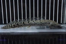 画像4: 【淡水魚】【通販】No7 ポリプテルス ロイヤルバンドデルヘジィ(タイガーバンド)【個体販売】(±16cm)(大型魚)(生体)(熱帯魚)NKO (4)