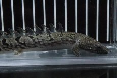 画像5: 【淡水魚】【通販】No7 ポリプテルス ロイヤルバンドデルヘジィ(タイガーバンド)【個体販売】(±16cm)(大型魚)(生体)(熱帯魚)NKO (5)