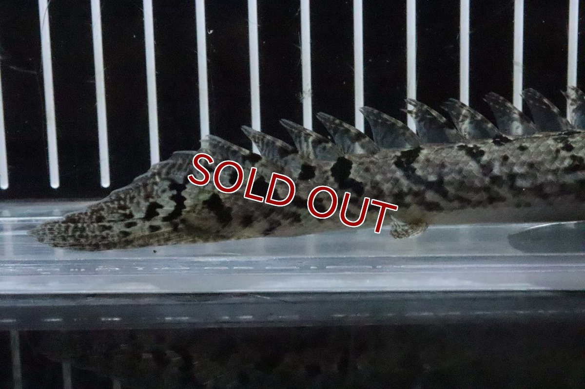 画像6: 【淡水魚】【通販】No7 ポリプテルス ロイヤルバンドデルヘジィ(タイガーバンド)【個体販売】(±16cm)(大型魚)(生体)(熱帯魚)NKO (6)