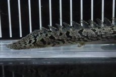 画像6: 【淡水魚】【通販】No7 ポリプテルス ロイヤルバンドデルヘジィ(タイガーバンド)【個体販売】(±16cm)(大型魚)(生体)(熱帯魚)NKO (6)