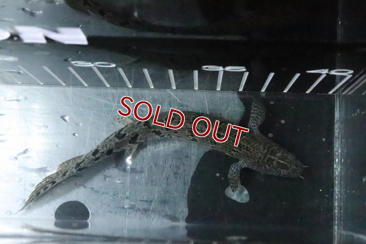 画像7: 【淡水魚】【通販】No7 ポリプテルス ロイヤルバンドデルヘジィ(タイガーバンド)【個体販売】(±16cm)(大型魚)(生体)(熱帯魚)NKO (7)