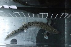 画像7: 【淡水魚】【通販】No7 ポリプテルス ロイヤルバンドデルヘジィ(タイガーバンド)【個体販売】(±16cm)(大型魚)(生体)(熱帯魚)NKO (7)