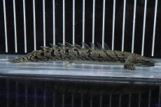 画像1: 【淡水魚】【通販】No8 ポリプテルス ロイヤルバンドデルヘジィ(タイガーバンド)【個体販売】(±13cm)(大型魚)(生体)(熱帯魚)NKO (1)