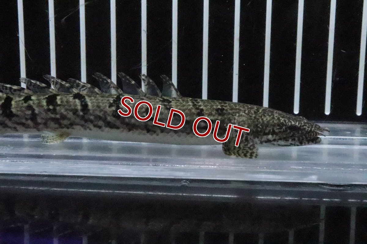 画像2: 【淡水魚】【通販】No8 ポリプテルス ロイヤルバンドデルヘジィ(タイガーバンド)【個体販売】(±13cm)(大型魚)(生体)(熱帯魚)NKO (2)