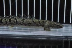画像2: 【淡水魚】【通販】No8 ポリプテルス ロイヤルバンドデルヘジィ(タイガーバンド)【個体販売】(±13cm)(大型魚)(生体)(熱帯魚)NKO (2)