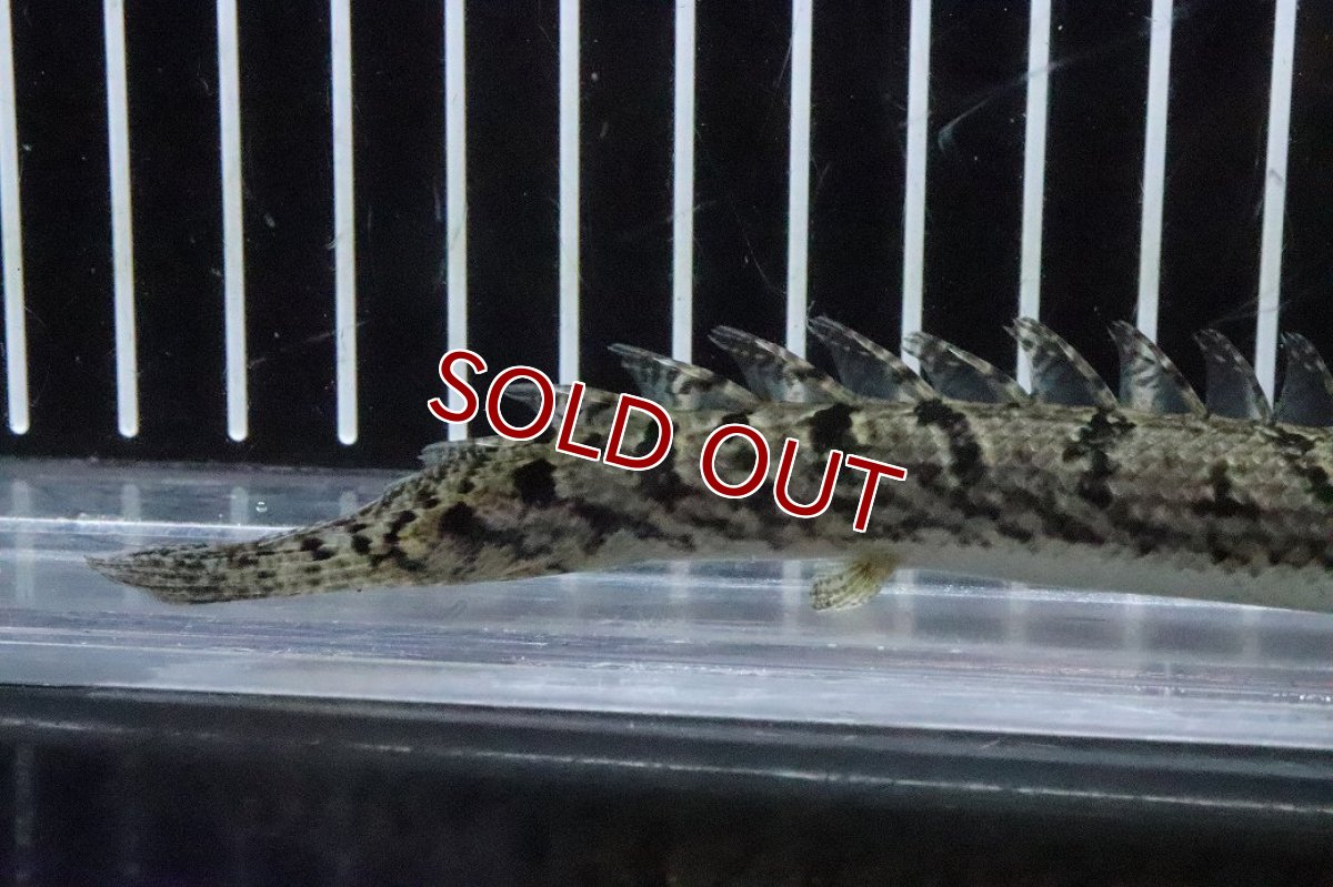 画像3: 【淡水魚】【通販】No8 ポリプテルス ロイヤルバンドデルヘジィ(タイガーバンド)【個体販売】(±13cm)(大型魚)(生体)(熱帯魚)NKO (3)