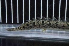 画像3: 【淡水魚】【通販】No8 ポリプテルス ロイヤルバンドデルヘジィ(タイガーバンド)【個体販売】(±13cm)(大型魚)(生体)(熱帯魚)NKO (3)