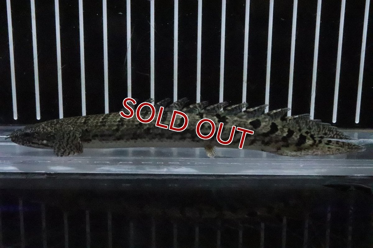 画像4: 【淡水魚】【通販】No8 ポリプテルス ロイヤルバンドデルヘジィ(タイガーバンド)【個体販売】(±13cm)(大型魚)(生体)(熱帯魚)NKO (4)