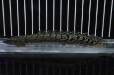 画像4: 【淡水魚】【通販】No8 ポリプテルス ロイヤルバンドデルヘジィ(タイガーバンド)【個体販売】(±13cm)(大型魚)(生体)(熱帯魚)NKO (4)