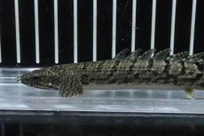 画像5: 【淡水魚】【通販】No8 ポリプテルス ロイヤルバンドデルヘジィ(タイガーバンド)【個体販売】(±13cm)(大型魚)(生体)(熱帯魚)NKO (5)