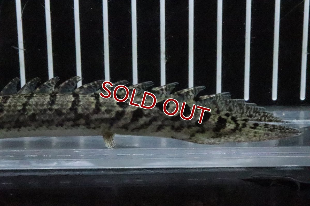 画像6: 【淡水魚】【通販】No8 ポリプテルス ロイヤルバンドデルヘジィ(タイガーバンド)【個体販売】(±13cm)(大型魚)(生体)(熱帯魚)NKO (6)