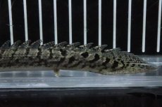 画像6: 【淡水魚】【通販】No8 ポリプテルス ロイヤルバンドデルヘジィ(タイガーバンド)【個体販売】(±13cm)(大型魚)(生体)(熱帯魚)NKO (6)