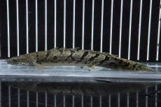 画像1: 【淡水魚】【通販】No9 ポリプテルス ロイヤルバンドデルヘジィ(タイガーバンド)【個体販売】(±14cm)(大型魚)(生体)(熱帯魚)NKO (1)
