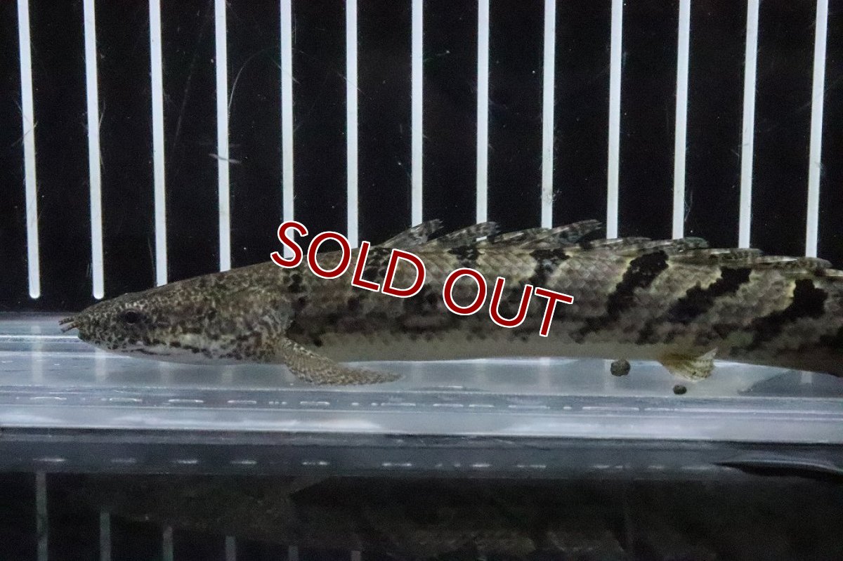 画像2: 【淡水魚】【通販】No9 ポリプテルス ロイヤルバンドデルヘジィ(タイガーバンド)【個体販売】(±14cm)(大型魚)(生体)(熱帯魚)NKO (2)