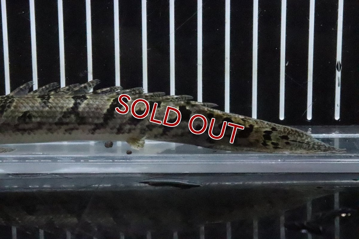 画像3: 【淡水魚】【通販】No9 ポリプテルス ロイヤルバンドデルヘジィ(タイガーバンド)【個体販売】(±14cm)(大型魚)(生体)(熱帯魚)NKO (3)