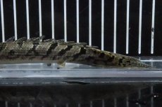 画像3: 【淡水魚】【通販】No9 ポリプテルス ロイヤルバンドデルヘジィ(タイガーバンド)【個体販売】(±14cm)(大型魚)(生体)(熱帯魚)NKO (3)