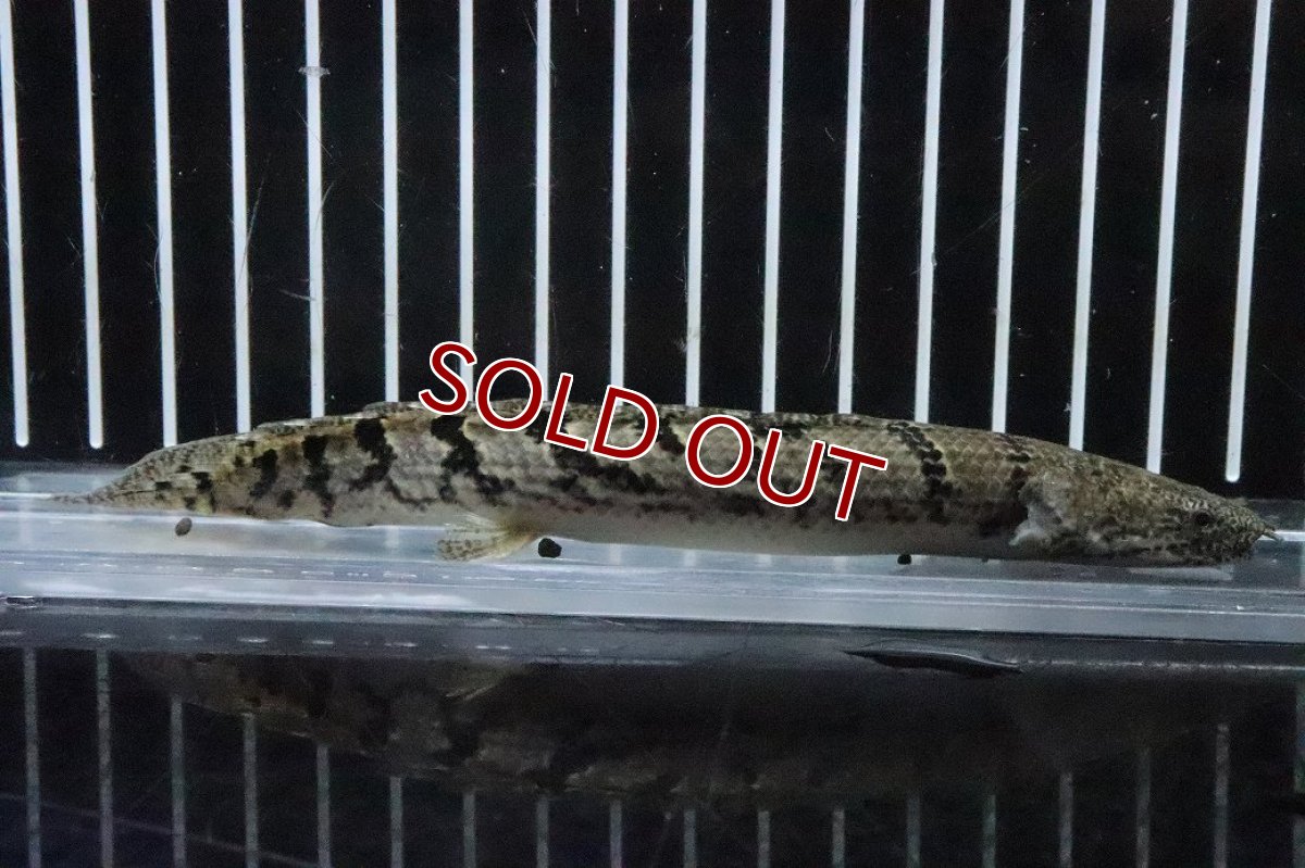 画像4: 【淡水魚】【通販】No9 ポリプテルス ロイヤルバンドデルヘジィ(タイガーバンド)【個体販売】(±14cm)(大型魚)(生体)(熱帯魚)NKO (4)