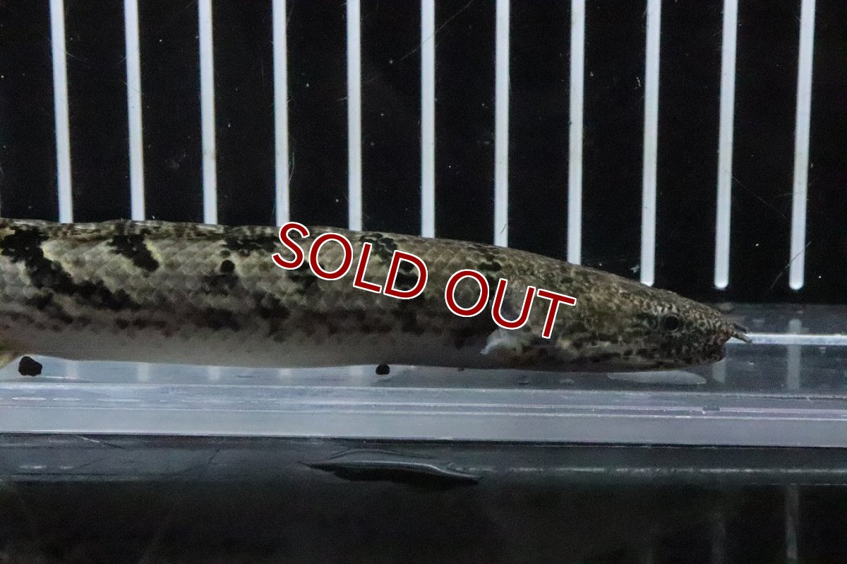 画像5: 【淡水魚】【通販】No9 ポリプテルス ロイヤルバンドデルヘジィ(タイガーバンド)【個体販売】(±14cm)(大型魚)(生体)(熱帯魚)NKO (5)