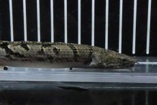 画像5: 【淡水魚】【通販】No9 ポリプテルス ロイヤルバンドデルヘジィ(タイガーバンド)【個体販売】(±14cm)(大型魚)(生体)(熱帯魚)NKO (5)