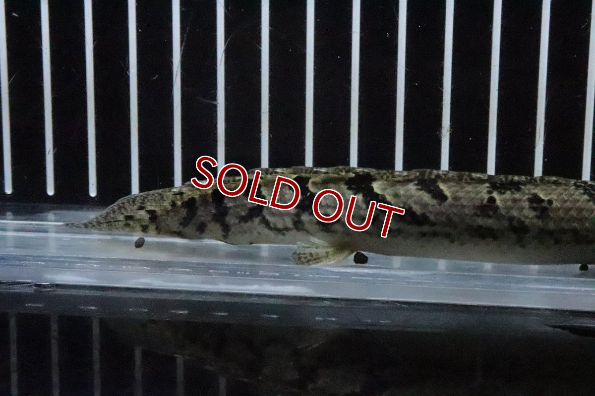 画像6: 【淡水魚】【通販】No9 ポリプテルス ロイヤルバンドデルヘジィ(タイガーバンド)【個体販売】(±14cm)(大型魚)(生体)(熱帯魚)NKO (6)