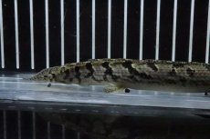 画像6: 【淡水魚】【通販】No9 ポリプテルス ロイヤルバンドデルヘジィ(タイガーバンド)【個体販売】(±14cm)(大型魚)(生体)(熱帯魚)NKO (6)