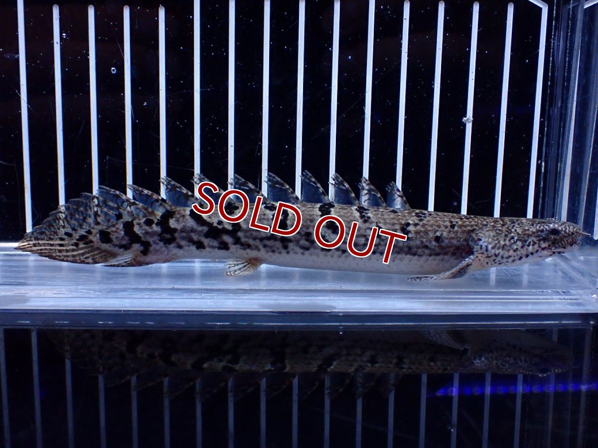 画像1: 【10%OFF対象商品30周年セール】【淡水魚】【通販】大きめ No1 ポリプテルス ポリプテルス ロイヤルバンドデルヘジィ(タイガーバンド)【個体販売】大型魚(生体)(熱帯魚)NKO (1)